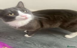 British Longhair cats for sale: 4 8 month old kittens/cats - Image 4