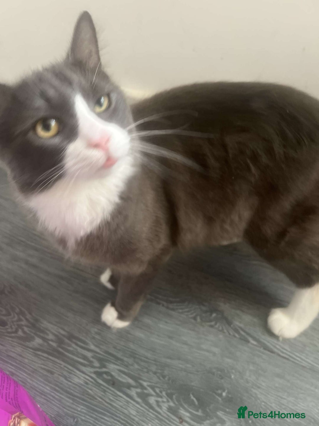 British Longhair cats for sale: 4 8 month old kittens/cats - Image 4