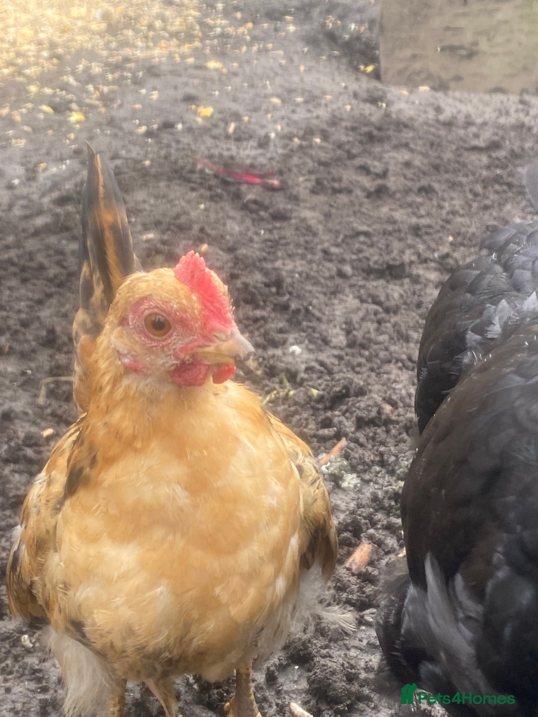 Chickens poultry for sale: serama rooster chick for sale  - Image 3