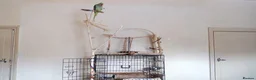 Parakeets birds for sale: Alexander ring neck parakeet  in Nelson - Advert 3