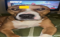 Mixed Breed dogs for sale: Hunter (Staffy X)  - Image 3
