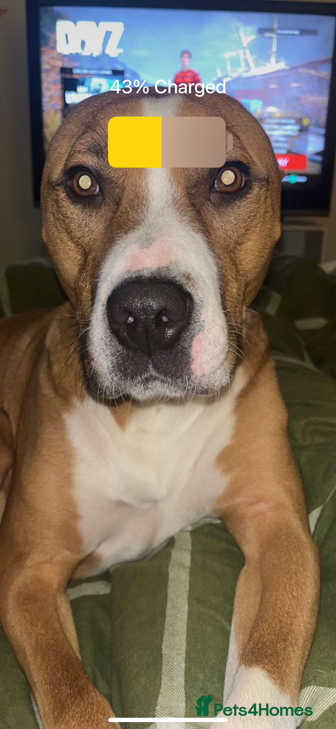 Mixed Breed dogs for sale: Hunter (Staffy X)  - Image 3