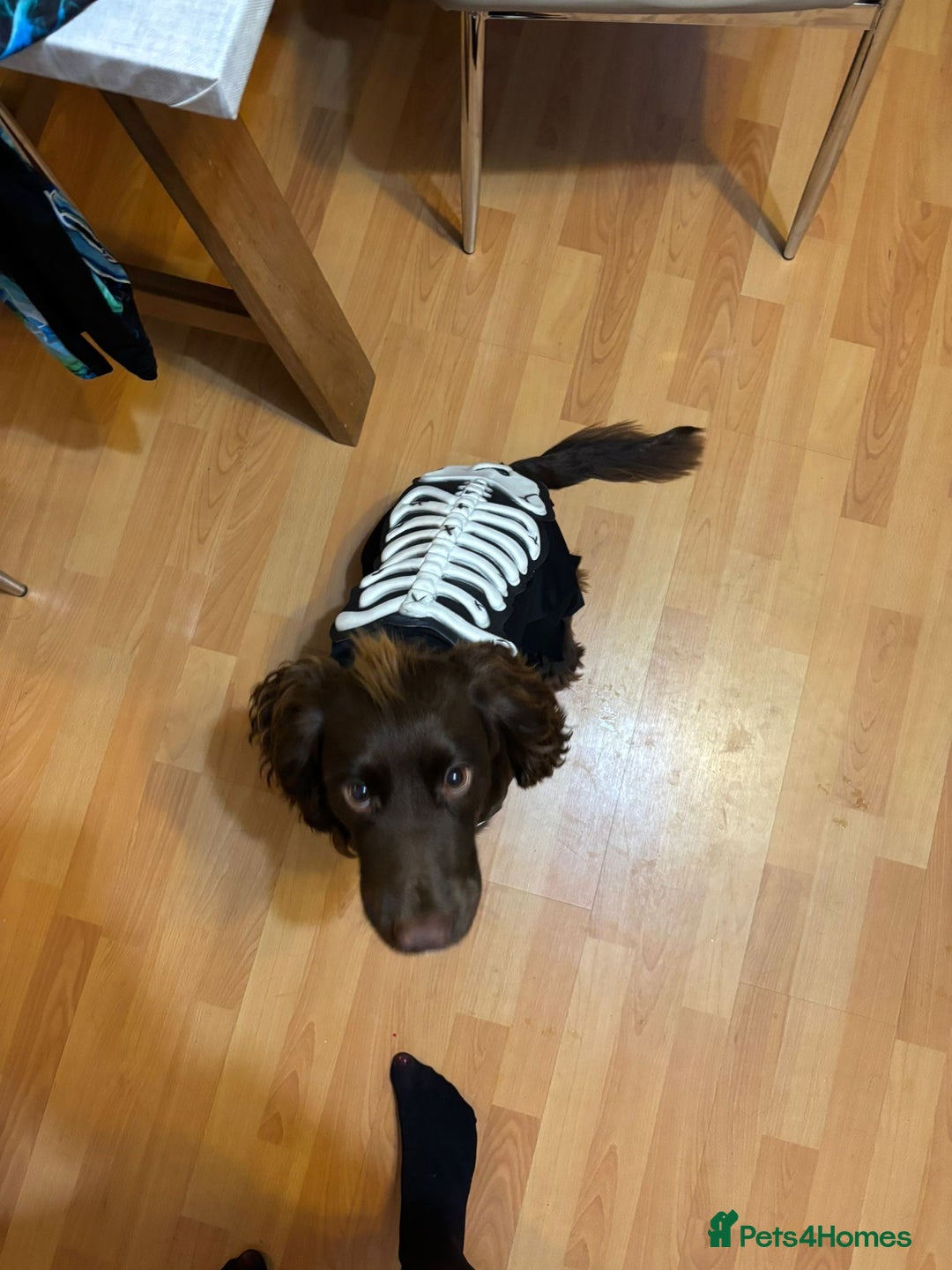 Cocker Spaniel dogs for sale: Chocolate Cocker  - Advert 3