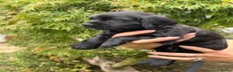 Cocker Spaniel dogs for sale: 2 black male cocker spaniels - Advert 4