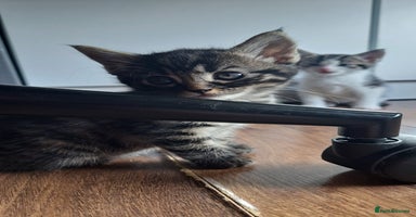 Mixed Breed cats - Advert 8