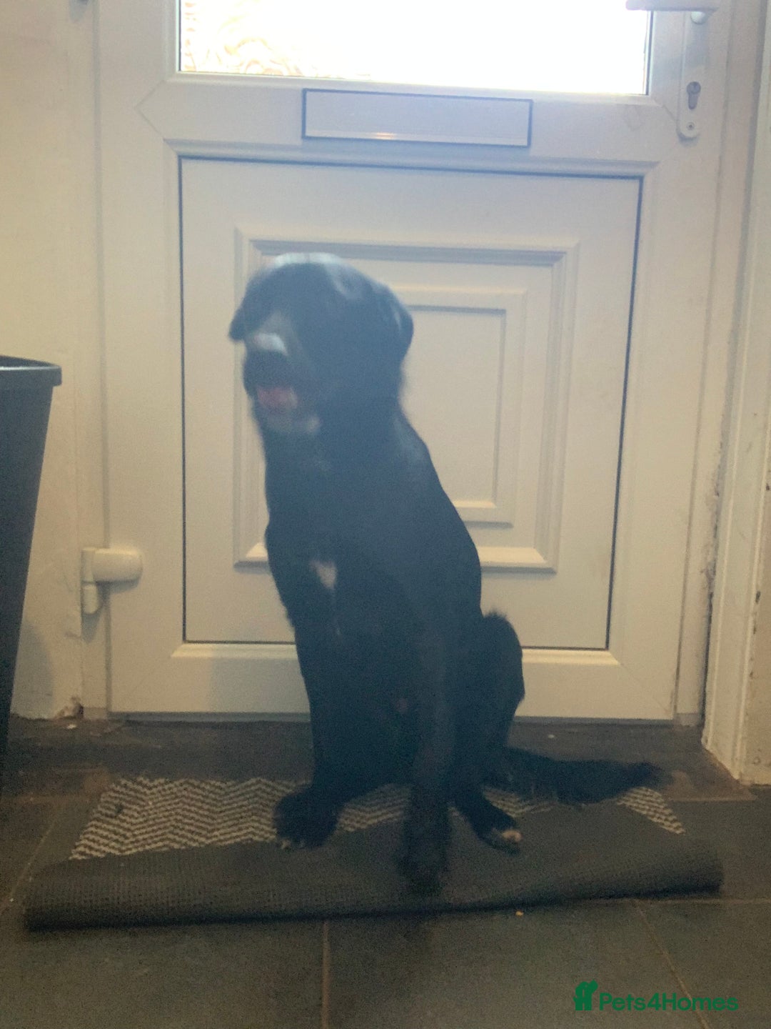 Mixed Breed dogs for sale: Rex (black and white)  - Advert 2