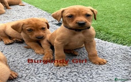 Labrador Retriever dogs for sale: Gorgeous KC Fox Red Labs - Image 8