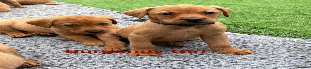 Labrador Retriever Puppy 7