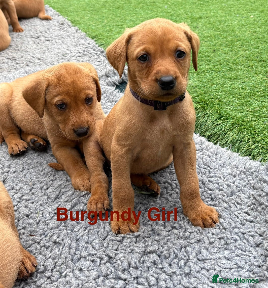 Labrador Retriever dogs for sale: Gorgeous KC Fox Red Labs - Image 8