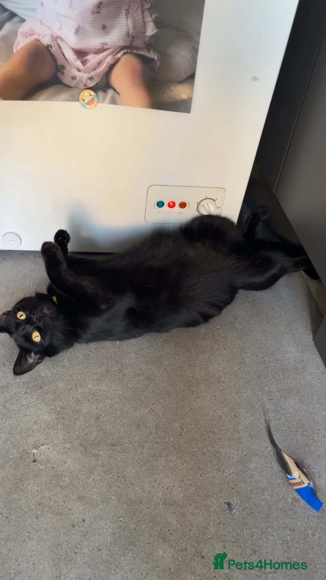 Mixed Breed cats for sale: Kittens  - Advert 9