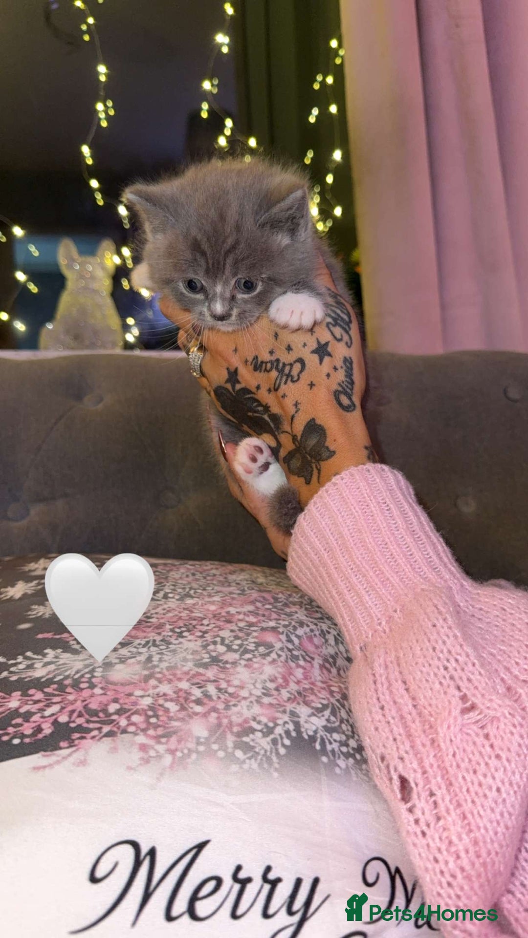 British Shorthair cats for sale: British Shorthair/Ragdoll - Advert 2