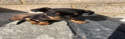 Chiweenie dogs for sale: 🌸 Beautiful Chiweenie Puppies 🌸 - Advert 15