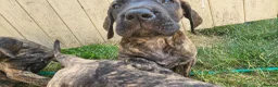 Great Dane dogs for sale: ONLY 3 GIRLS LEFT -BRINDLE GREAT DANES - Advert 1