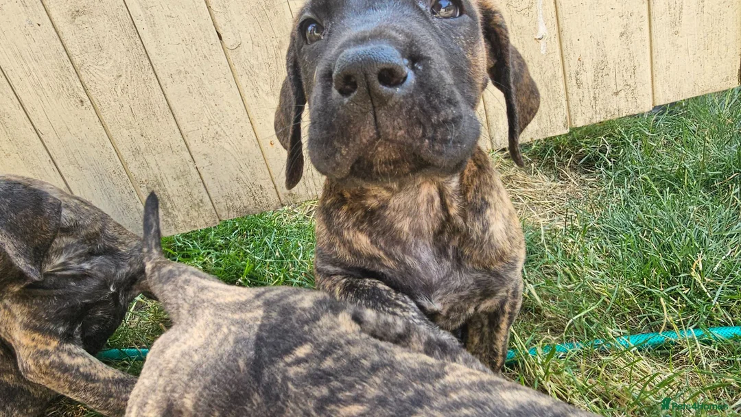 Great Dane dogs for sale: ONLY 3 GIRLS LEFT -BRINDLE GREAT DANES - Advert 1