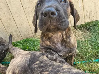 Great Dane dogs ONLY 3 GIRLS LEFT -BRINDLE GREAT DANES - Advert 2