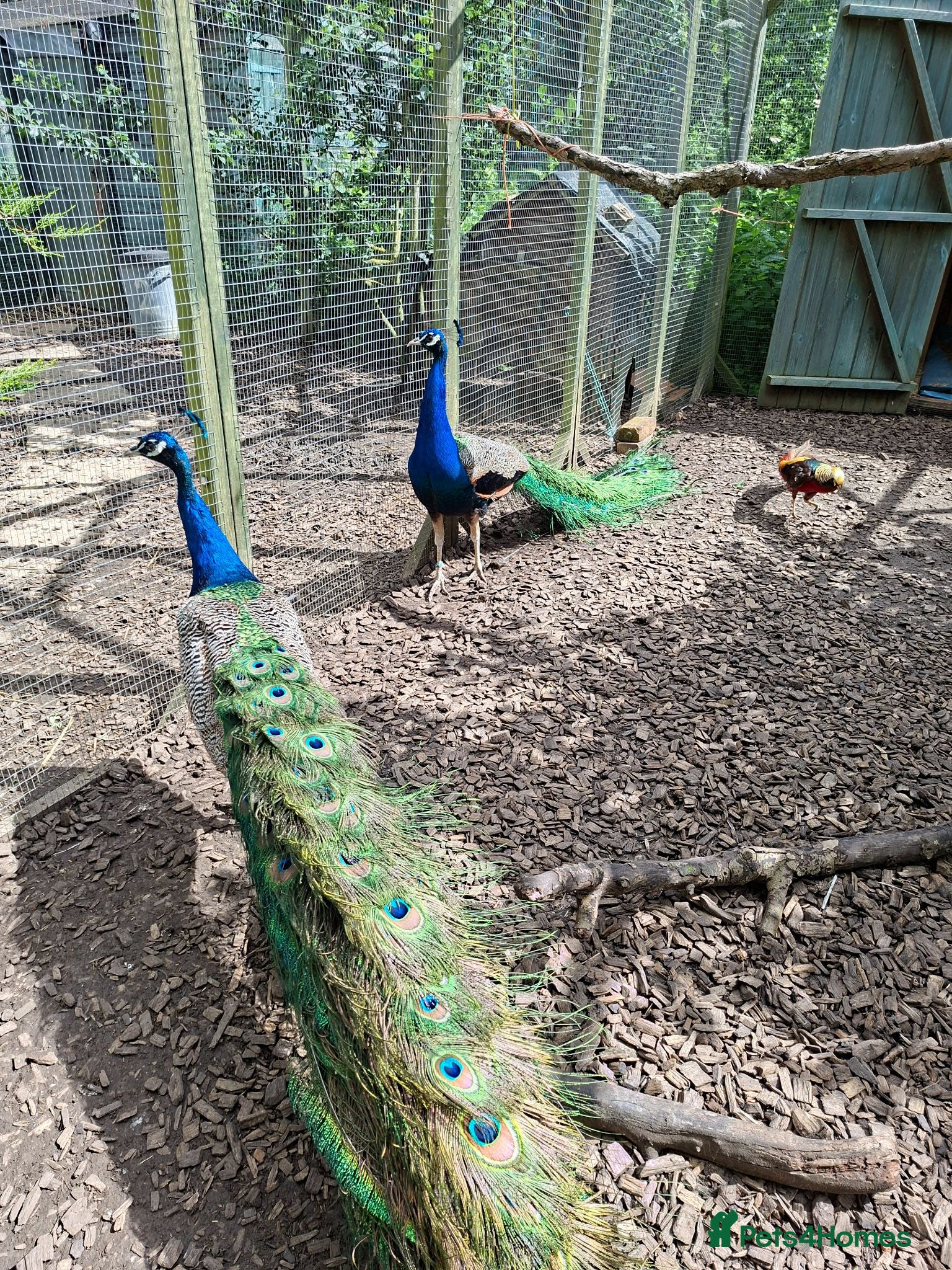 Peafowl poultry Indian Blue Peacock - Advert 5