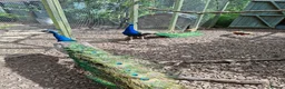 Peafowl poultry for sale: Indian Blue Peacock - Advert 1
