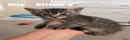 Mixed Breed cats for sale: Russian Blue Cross Kittens - 2 Boys - 1 Girl in Peterborough - Advert 3
