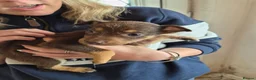 Mixed Breed dogs for sale: Kelpie cross collie puppies  - Advert 6