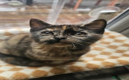 British Shorthair cats for sale: Stunning British Shorthair Kittens Ready Now! - Image 26