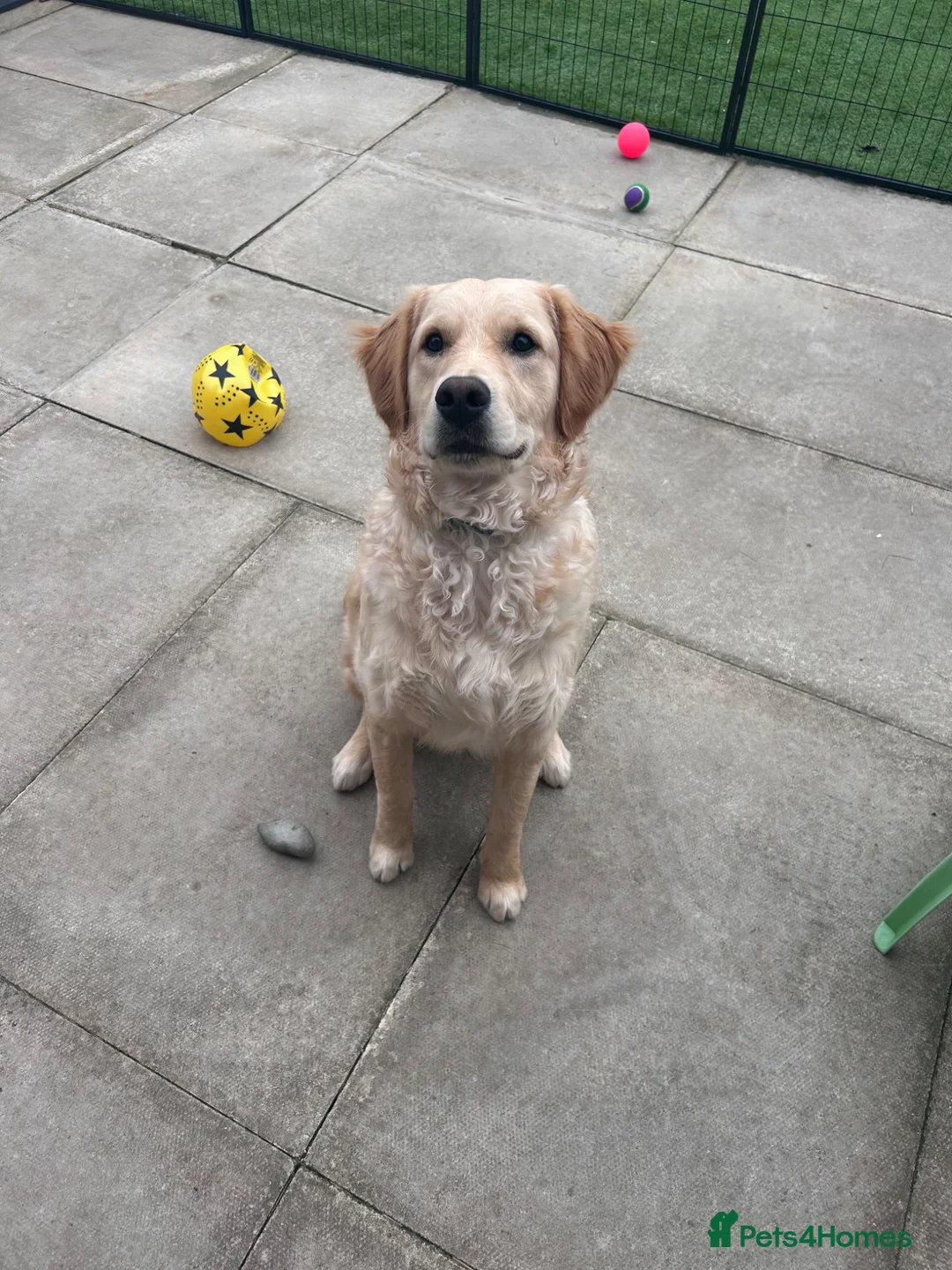Golden Retriever dogs for sale: 8 month old golden retriever  in Oldham - Advert 2