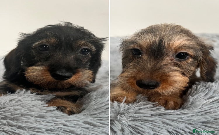 Miniature Dachshund dogs - Advert 10