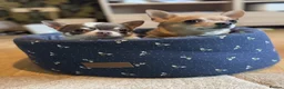 Chihuahua dogs for sale: 2 stunning chihuahuas - Advert 5