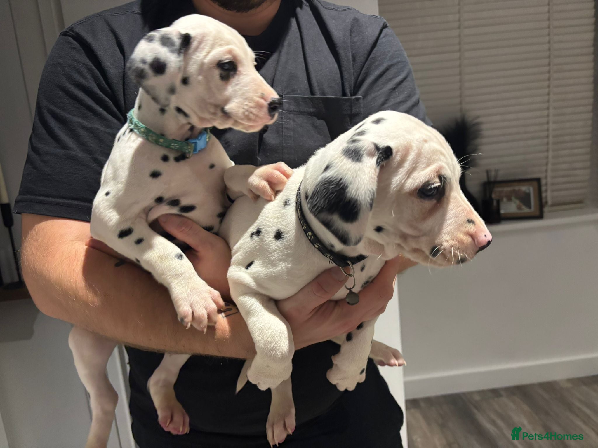 Dalmatian dogs Dalmatians for Sale (Last 2 Boys Left) - Advert 2