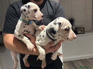 Dalmatian dogs Dalmatians for Sale (Last 2 Boys Left) - Advert 2