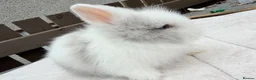 Lionhead rabbits for sale: Doublemane lionheads in Saltash - Advert 9