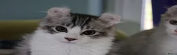 American Curl cats for sale: Beautiful, playful Rare American Curl Kittens - Advert 37