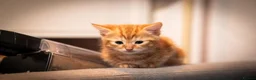 RagaMuffin cats for sale: Ragamuffin & Siamese tabby mixed - Advert 4