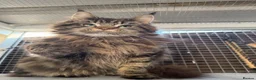 Maine Coon cats for sale: Maine Coon Kittens  - Advert 19
