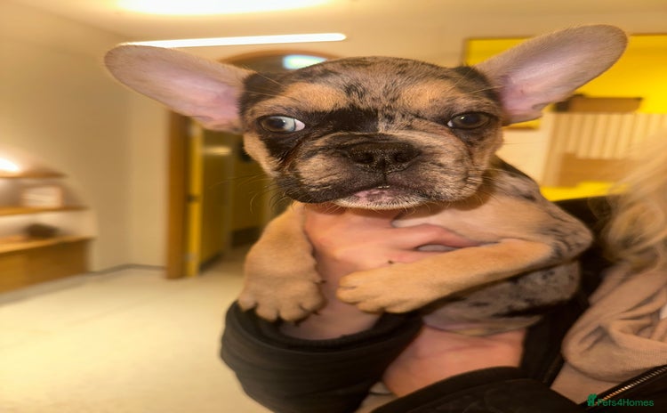 French Bulldog dogs - Advert 15