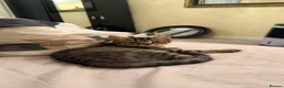 Mixed Breed cats for sale: Kitten in Grays - Advert 1