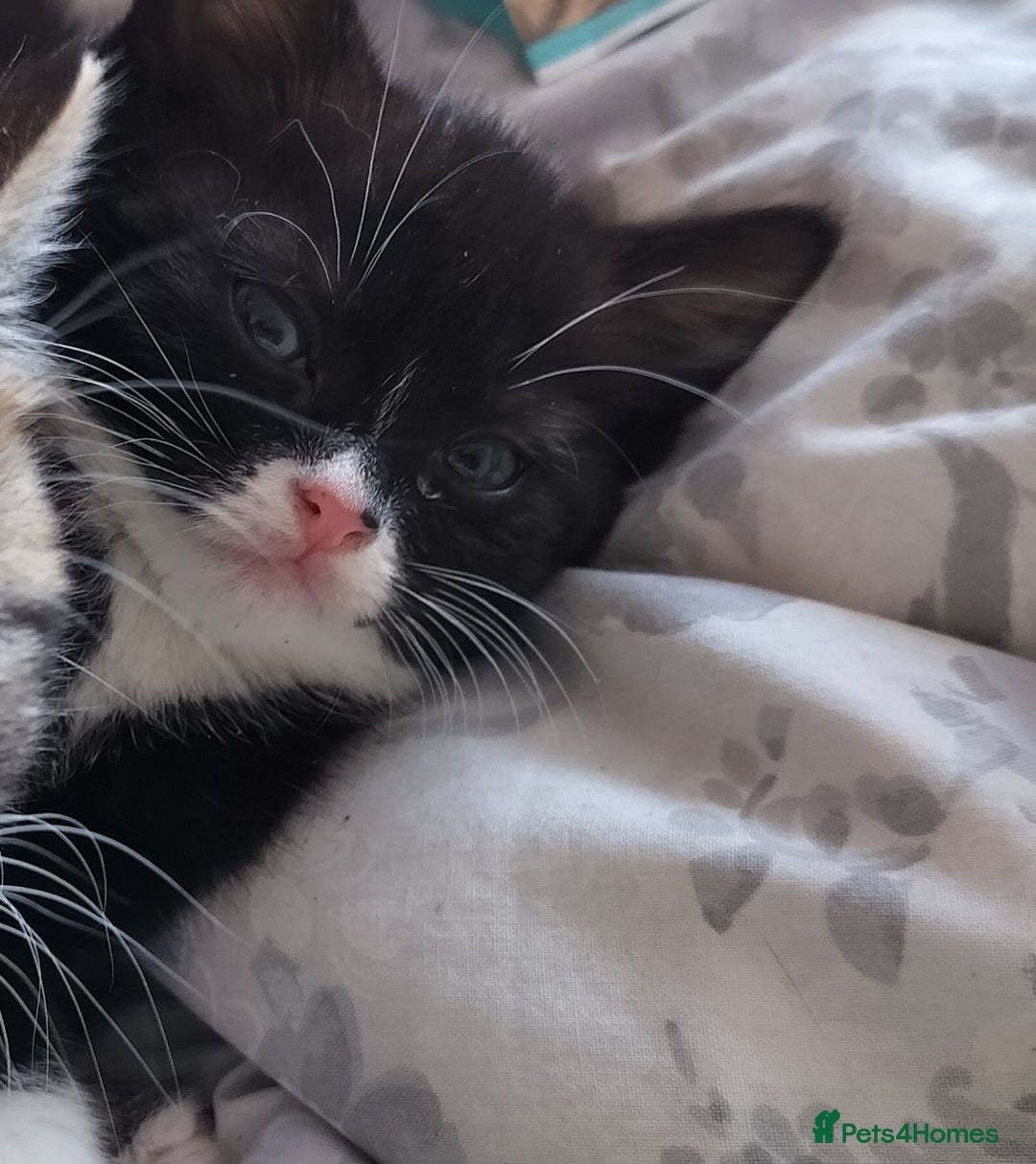 Mixed Breed cats for sale: Soft fluffy bundle of joy loving black and white - Advert 5