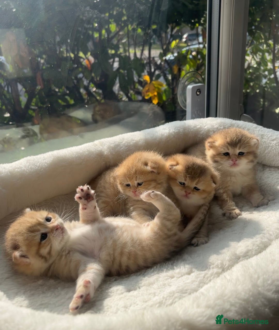 British Shorthair cats for sale: TICA Reg Beautiful Golden & Golden Tabby Bsh  - Image 10