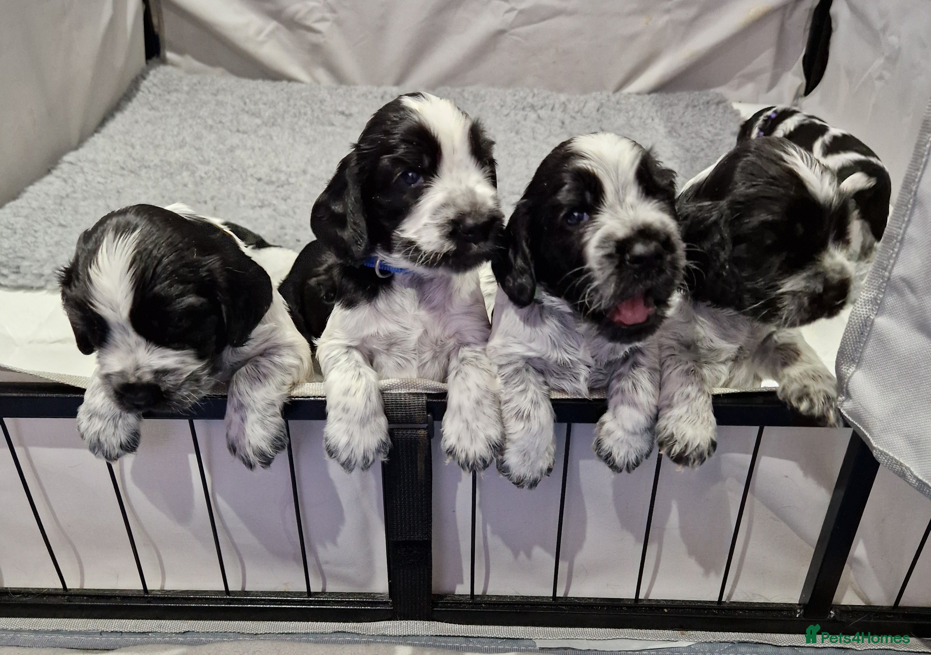 Cocker Spaniel dogs Cocker Spaniels - Show type. Blue roan in colour. - Advert 2