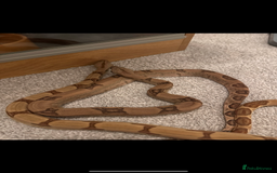Snake reptiles for sale: Ball python & boa’s - Image 7
