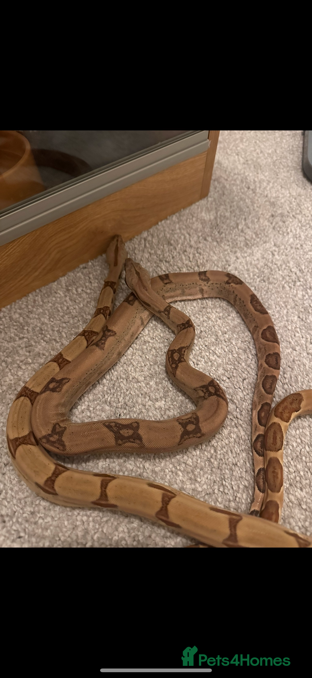 Snake reptiles for sale: Ball python & boa’s - Image 7