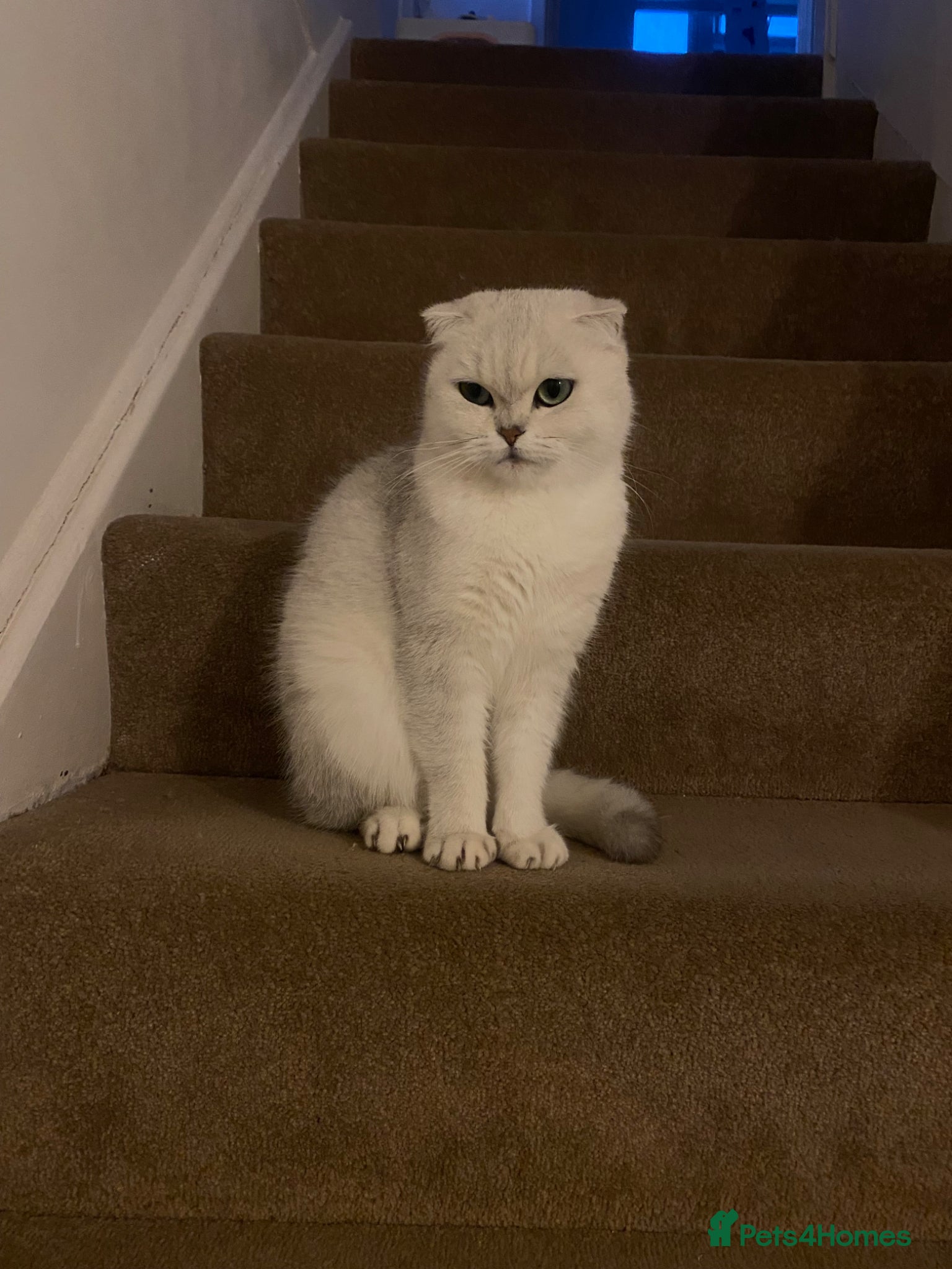 Scottish Fold cats Sweet & Playful Kittens Looking for Forever Homes - Advert 10