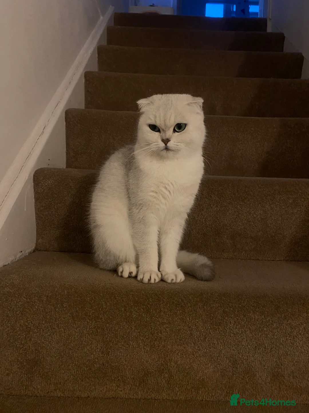 Scottish Fold cats for sale: Sweet & Playful Kittens Looking for Forever Homes in Enfield - Advert 1