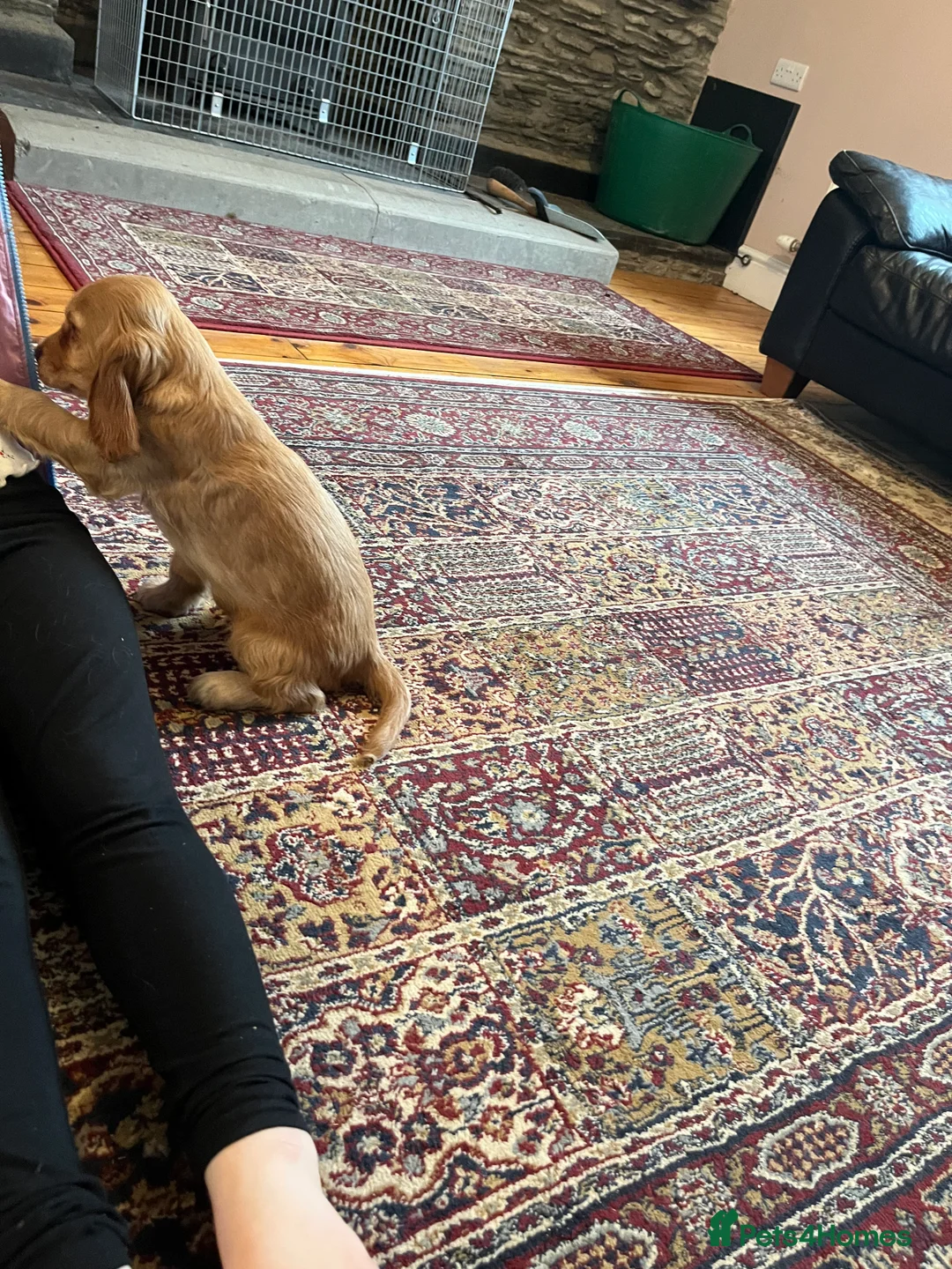 Cocker Spaniel dogs for sale: Health tested KC show type cocker 🐶 ⭐️  - Advert 5