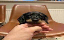 Dachshund dogs for sale: Standard Dachshund Puppy – Ready Now - Image 7