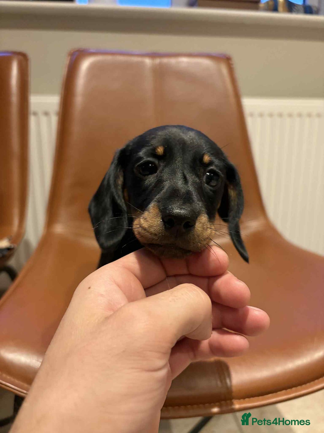 Dachshund dogs for sale: Standard Dachshund Puppy – Ready Now - Image 7
