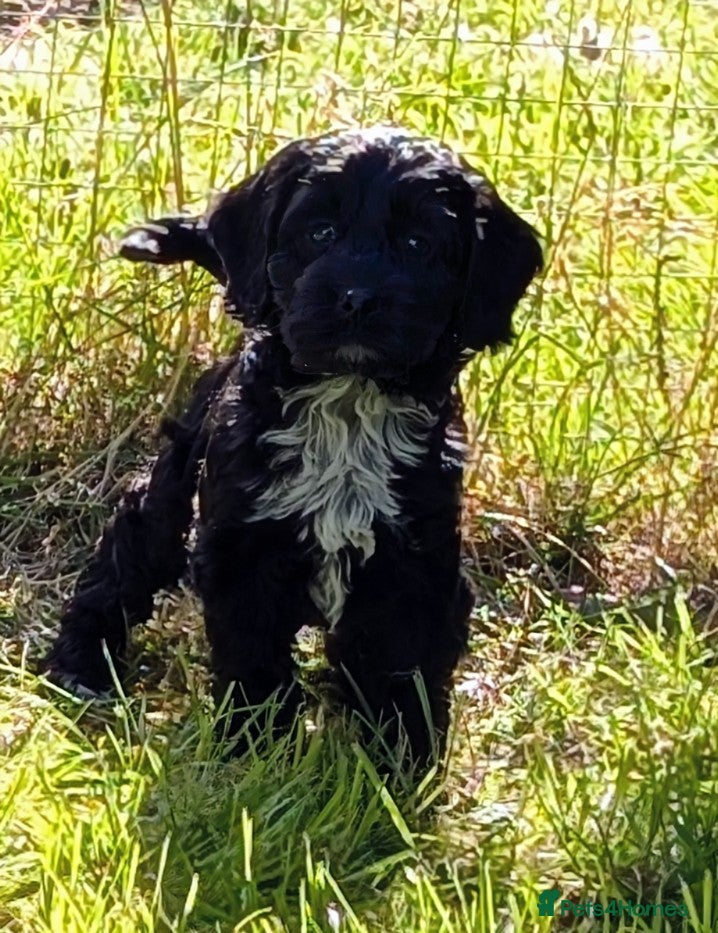 Cockapoo dogs Ready now! Licensed breeder, health tested F1 pups - Advert 2