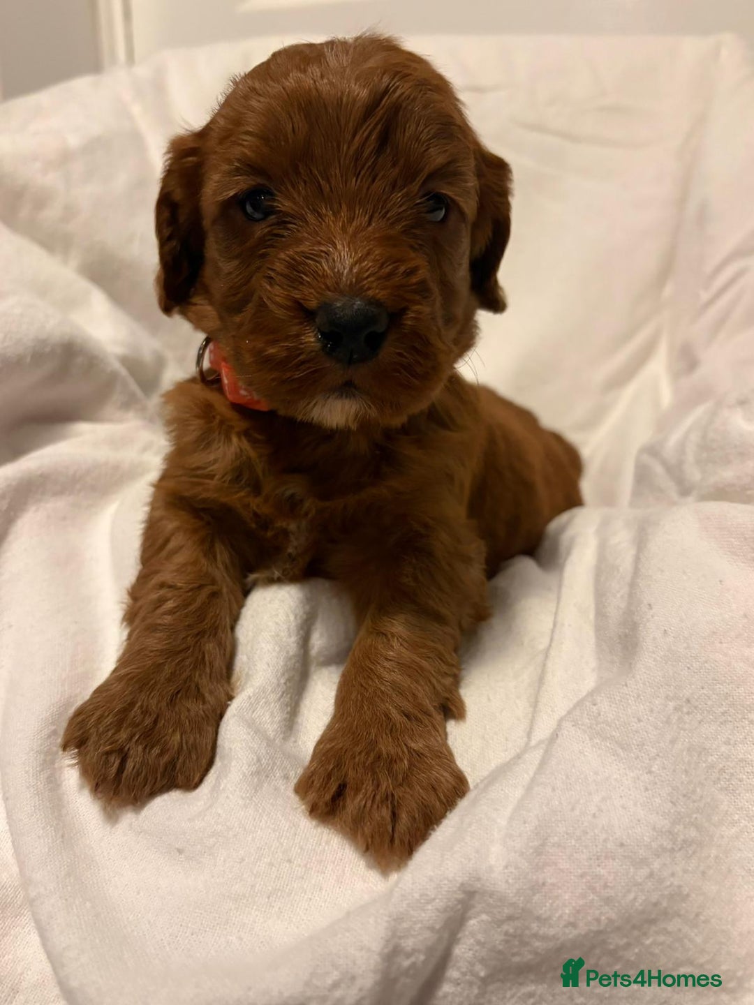 Cockapoo dogs for sale: Deep Red Cockapoos - Advert 6