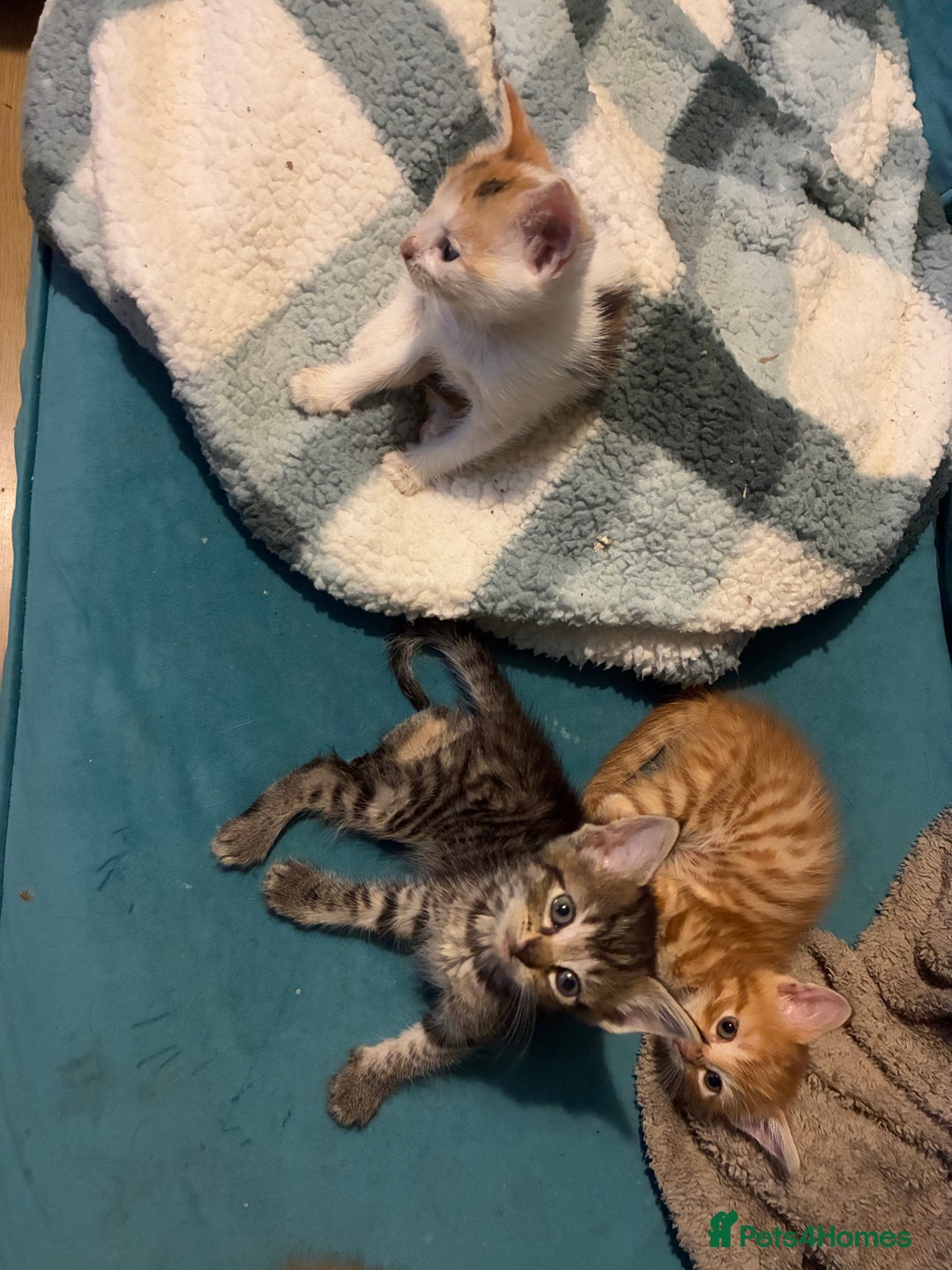 Domestic Shorthair cats for sale: Beautiful ginger & tabby kittens available 20 Dec - Advert 2