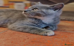 Scottish Fold cats for sale: Only 1 🐱 left.Scottish fold x BSH kittens - Image 16