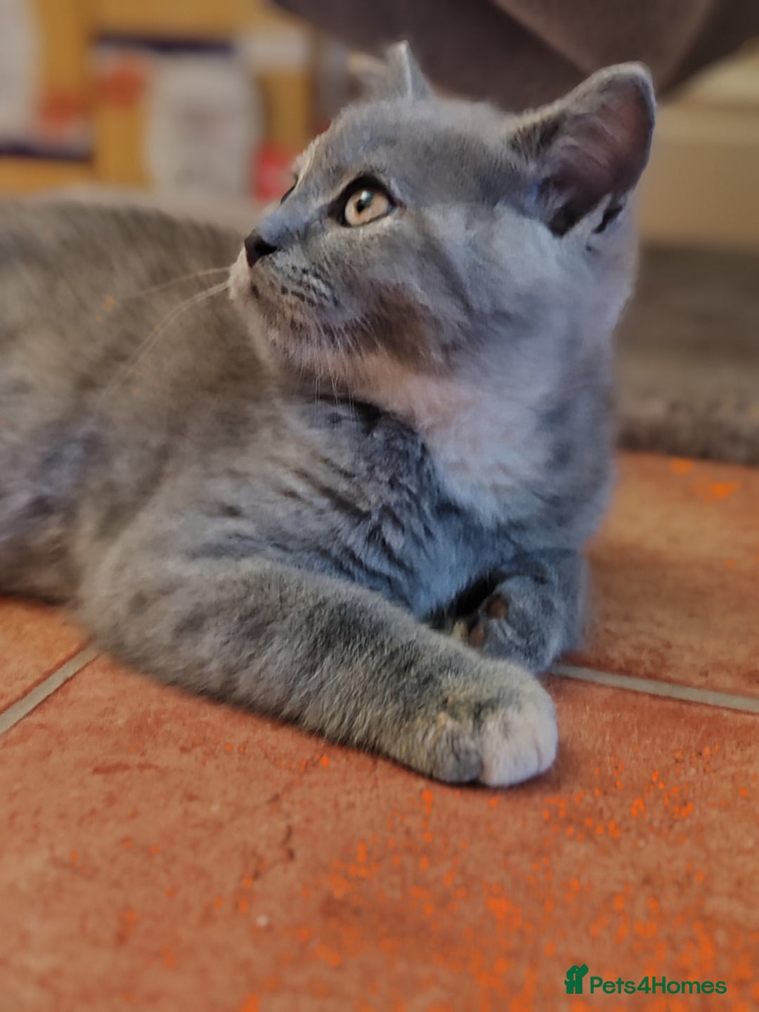 Scottish Fold cats for sale: Only 1 🐱 left.Scottish fold x BSH kittens - Image 16